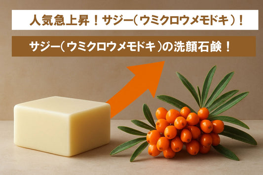 洗顔石鹸 ウミクロウメモドキ徹底ガイド2026年版