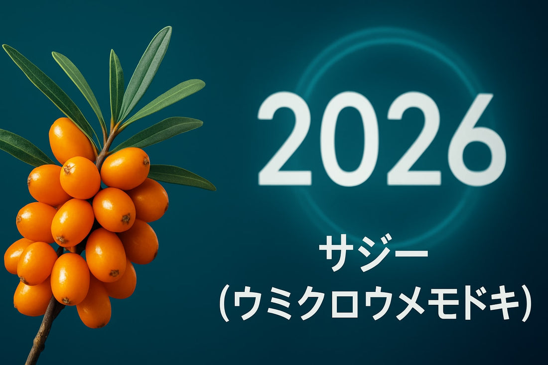サジー ウミクロウメドキ徹底ガイド：2026年最新情報