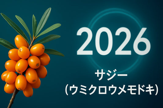 サジー ウミクロウメドキ徹底ガイド：2026年最新情報