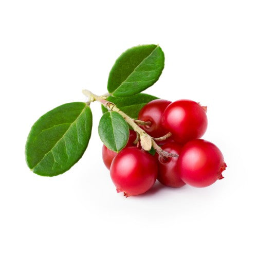 アルブチン | フェイスDプレミアム | 顔ダニ石鹸 | サジー