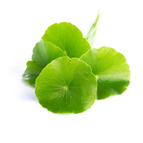 ツボクサエキス | フェイスDプレミアム | 顔ダニ石鹸 | サジー